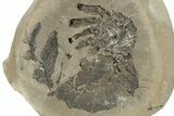 Rare, Carboniferous Spider (Maiocercus) Fossil With Pos/Neg - England #231958-1